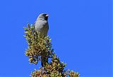 Black-chinned Sparrow